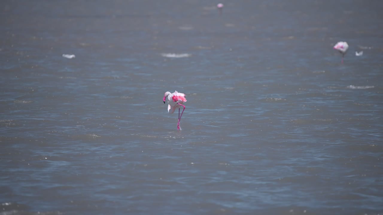 gran flamenco pastando en el río soplado por el viento con su cabeza bajo el agua
