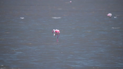 Flamenco-Mayor-Pastando-En-Un-Río-Arrastrado-Por-El-Viento-Con-La-Cabeza-Bajo-El-Agua