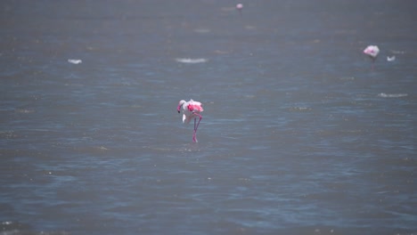 gran flamenco pastando en el río soplado por el viento con su cabeza bajo el agua