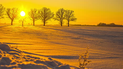 picturesque winter landscape with leafless tree avenue and golden sunset in backgrop