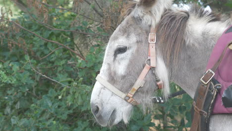 cabeza y orejas de burro. de cerca