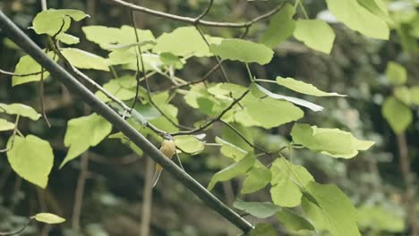 small yellow bird on a branch in a forest