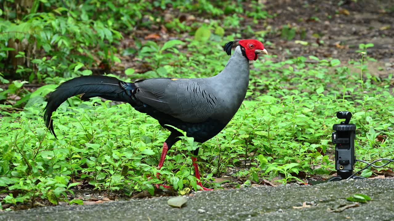frente a una cámara de acción mientras se filma en la naturaleza, estación de investigación ambiental sakaerat, lophura diardi, lophura diardi, meseta de khorat, tailandia
