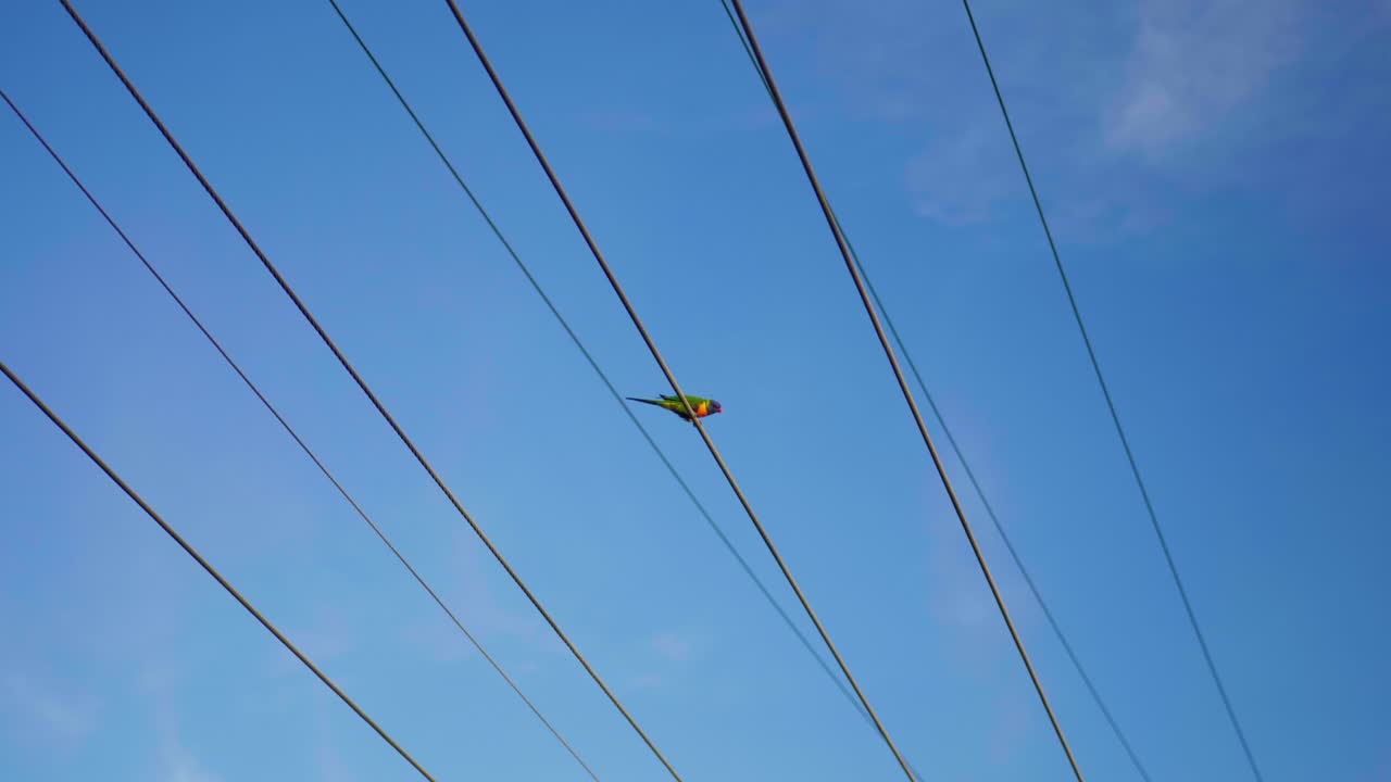 A vibrant parrot perched on a telephone wire, observing surroundings with vivid feathers against a clear sky in a natural outdoor environment