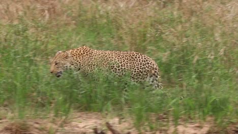 Una-Vista-Lateral-De-Seguimiento-De-Un-Leopardo-Macho-Caminando-Por-La-Hierba-Alta