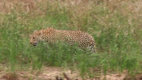 una vista lateral de seguimiento de un leopardo macho caminando por la hierba alta