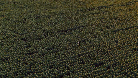woman is spinning in a field with sunflowers, raising her hands up. circular motion of the camera. aerial view video from copter. top view.