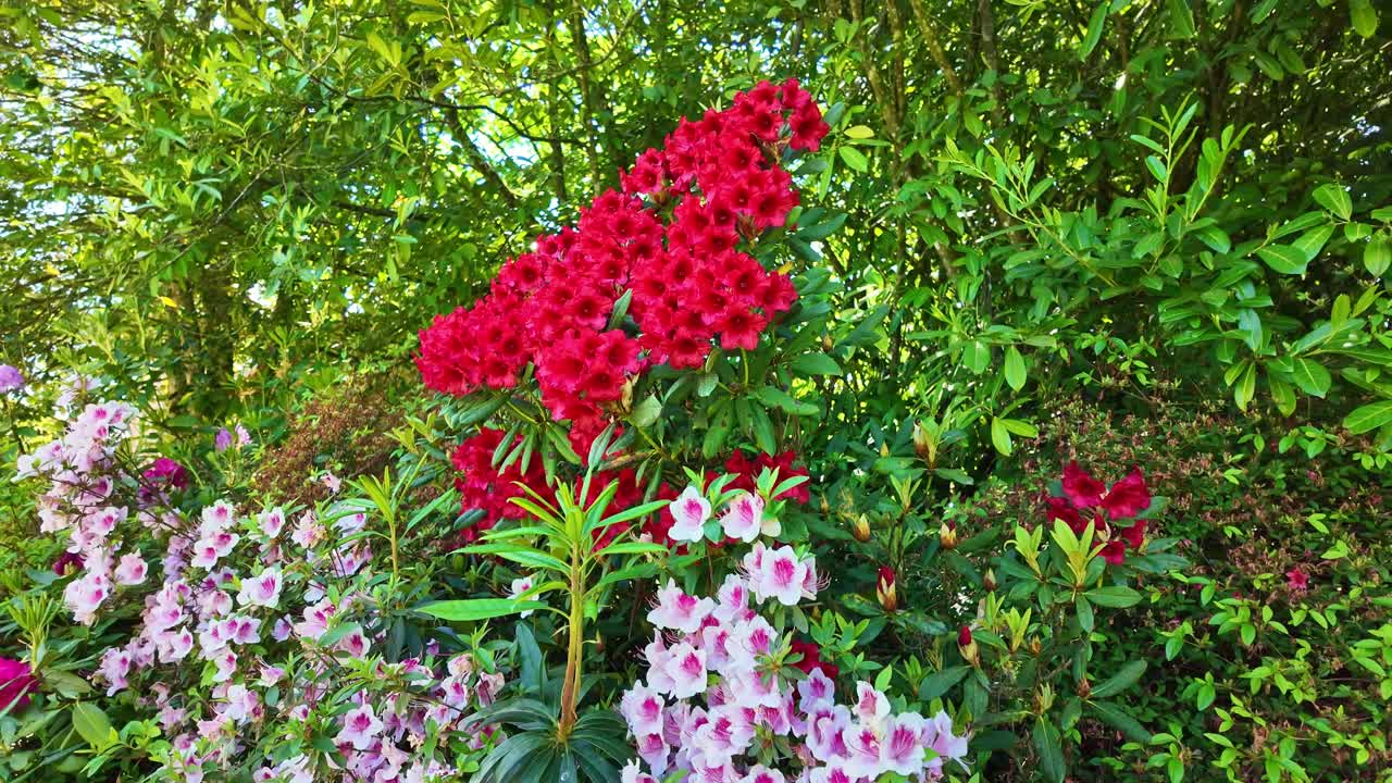 Fixed shot of blooming red and pink azaleas gently moving with the breeze - France