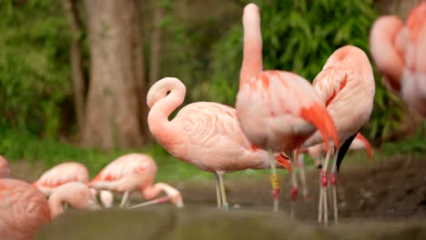 bright pink chilean flamingos preen their feathers and walk around in the background