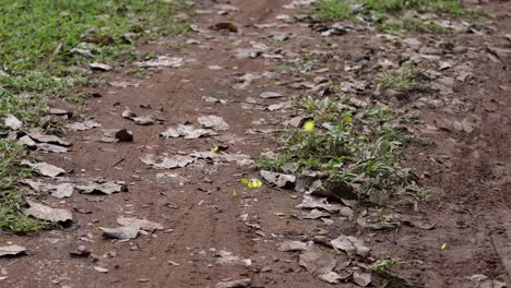 el lapso de tiempo de las plantas que brotan y crecen en la tierra.