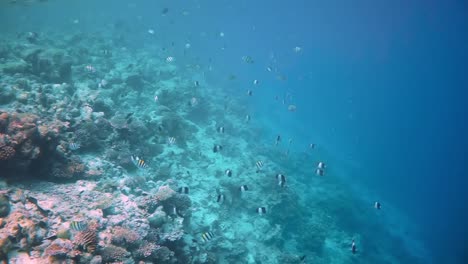 reef with a variety of hard and soft corals and tropical fish. maldives indian ocean.