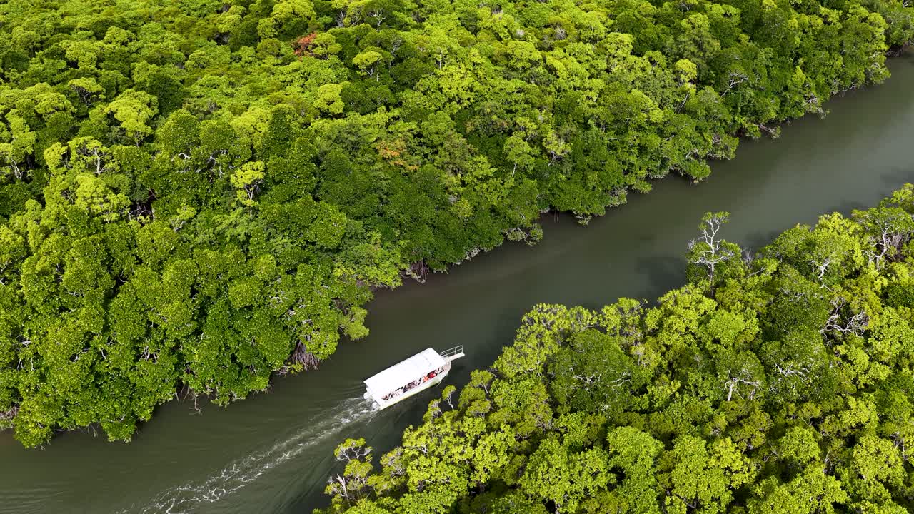 Aerial drone footage tracks a white tour boat gliding along a winding river surrounded by dense, vibrant rainforest in Port Douglas, Australia. Bright daylight, smooth camera movement
