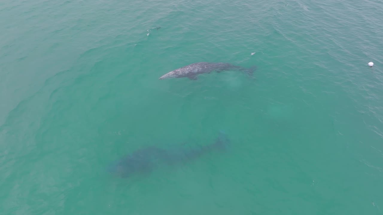Aerial video of whales swimming in clear blue waters. Stunning nature footage capturing marine life