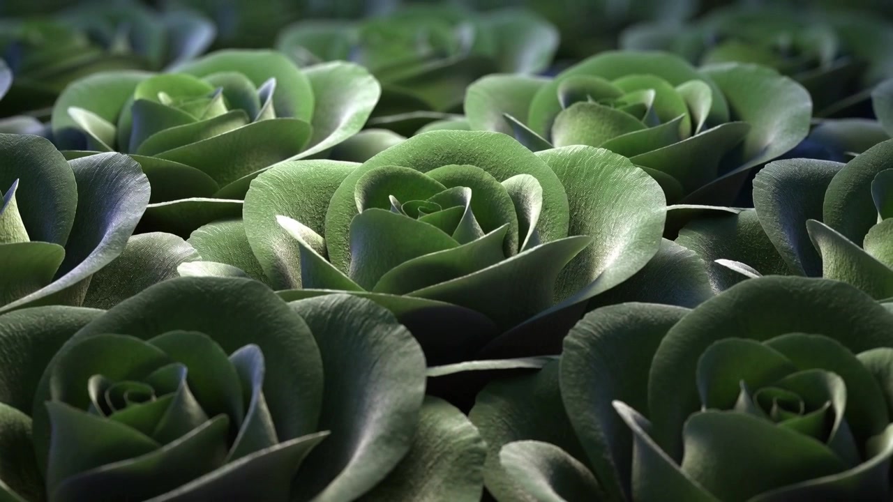 Moving camera revealing central succulent rosette filling frame in greenhouse, highlighting texture