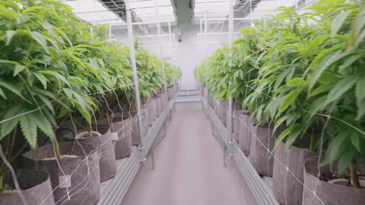 Filmato ravvicinato di piante di cannabis sane sotto luci di coltivazione a LED ad alta intensità in una moderna struttura di coltivazione indoor in Thailandia, ottimizzata per la produzione medica commerciale