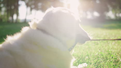 Closeup-dog-holding-leash-in-teeth-lying-in-park.-Smiling-owner-pull-rope