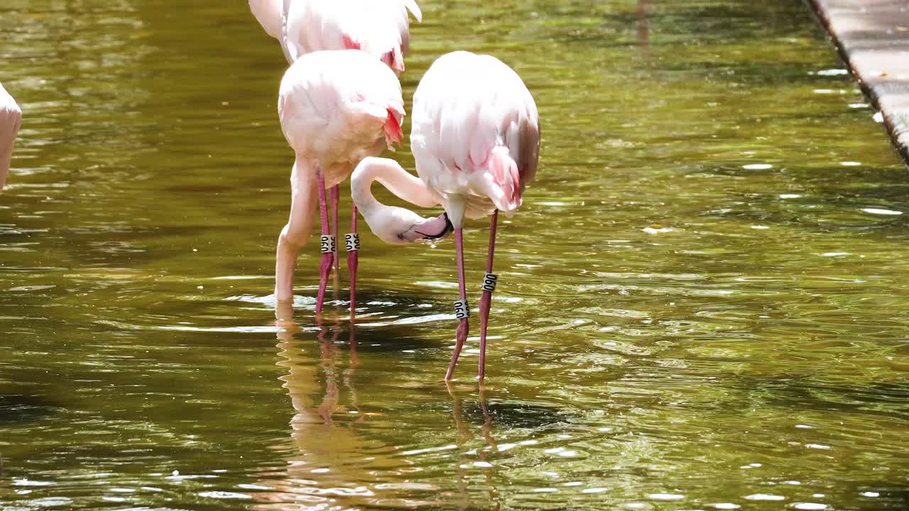 플라밍고 들 이 연못 에서 상호 작용 하고 먹이 를 먹고 있다