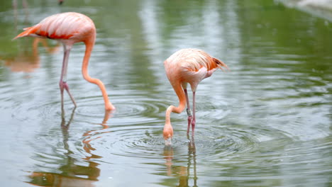 flamenco americano en el paraíso de las aves en mandai, singapur