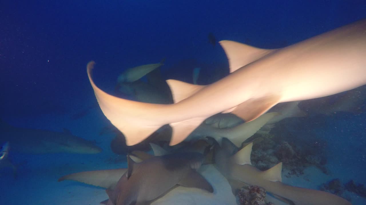 몰디브의 암초에서 황혼에 많은 간호사 상어 먹이