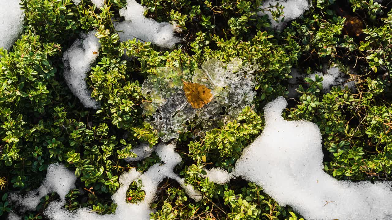 Ice and snow melting timelapse with green small leaf plants during late winter thaw. Frozen autumn leaf in ice.