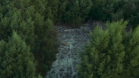 Aerial-view-of-dried-up-riverbed-and-dark-green-trees