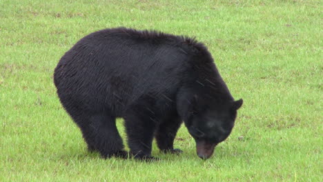 a black bear stands in a field