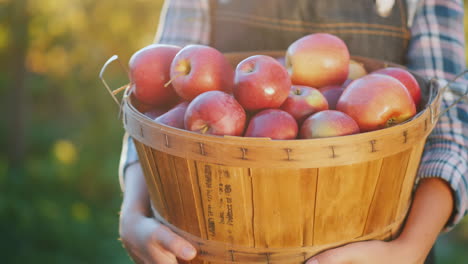 a farmer holds a basket with ripe red apples small garden and organic products concept