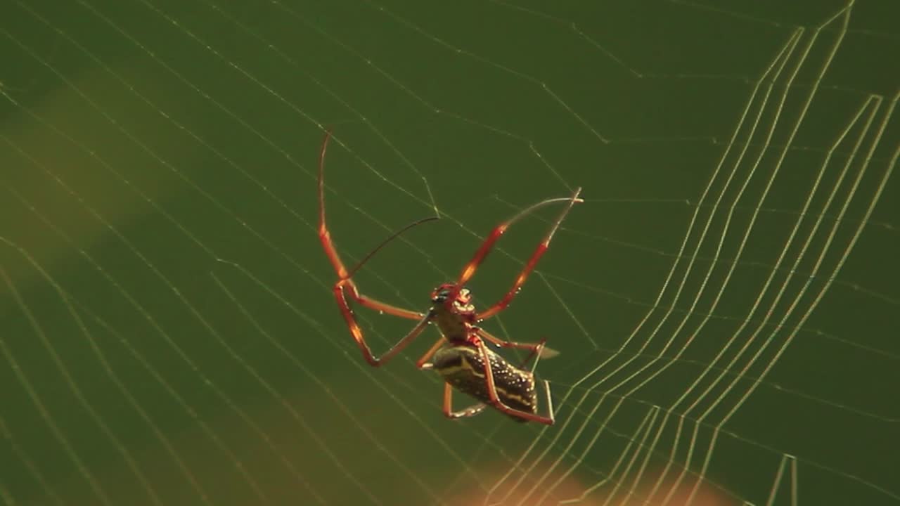 하단 에서 위 로  ⁇ 는 동안 거미 가 그물 을 짓는 영화적 영상