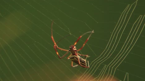 imágenes cinematográficas de una araña construyendo su red mientras camina de abajo hacia arriba