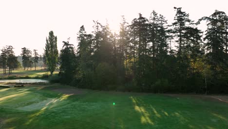 sun peaking through a grouping of evergreen trees on a golf course