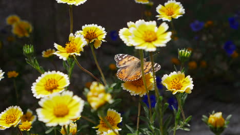 Ein-Distelfalter,-Der-Sich-Von-Nektar-Ernährt-Und-Pollen-Auf-Einer-Wiese-Mit-Gelben-Wildblumen-Im-Frühling-In-Zeitlupe-Sammelt