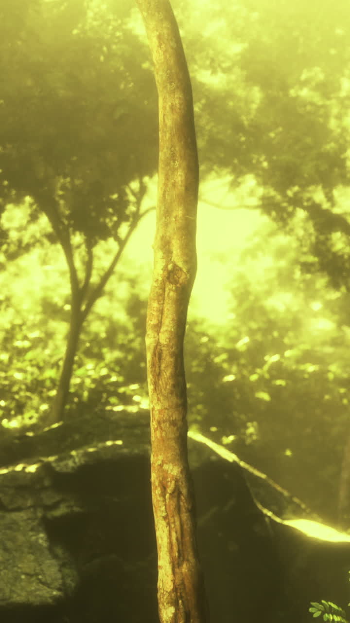 Light filters through lush forest canopy creating a magical atmosphere