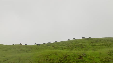 Rebaño-De-Vacas-Negras-Moviéndose-En-La-Cima-De-La-Montaña-Verde---Toma-Aérea-En-Cámara-Lenta