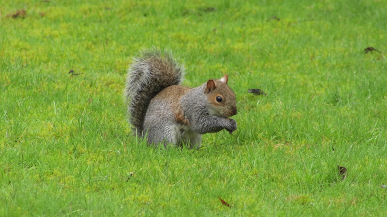 ardilla gris cavando hierba verde luego encuentra una nuez y se la come