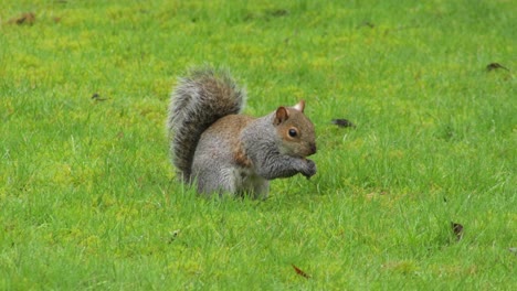 gray squirrel digging green grass then finds a nut and eats it