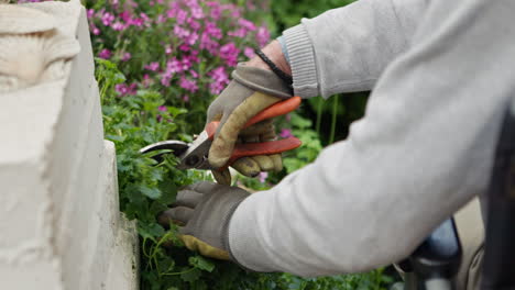 gardening and pruning