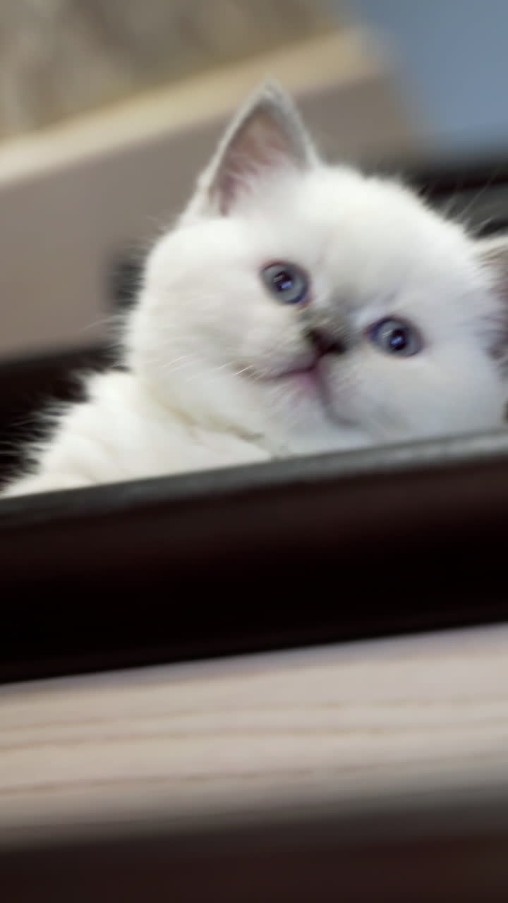 Cat sitting on the stairs. Young cat sitting on the home wooden stairs. Vertical video