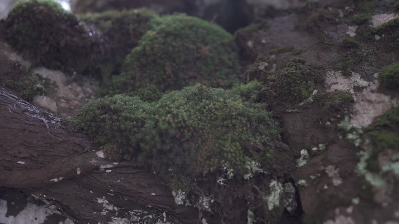 Moving shot of Moss on Rocks