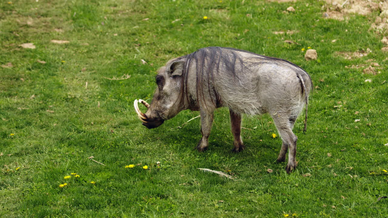 un jabalí comiendo hierba mientras camina, tiro amplio