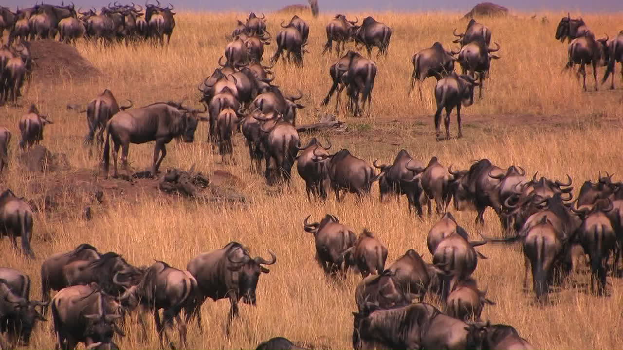 una manada de ñus se para o camina por las llanuras