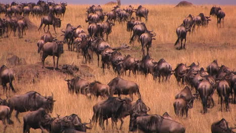 a herd of wildebeests stand or walk around on the plains