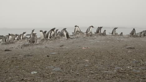 Gentoo-Penguin-colony-on-Falkland-Islands