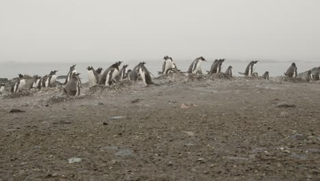 gentoo penguin colony on falkland islands