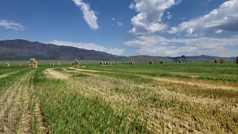 a hay field with a slight breeze