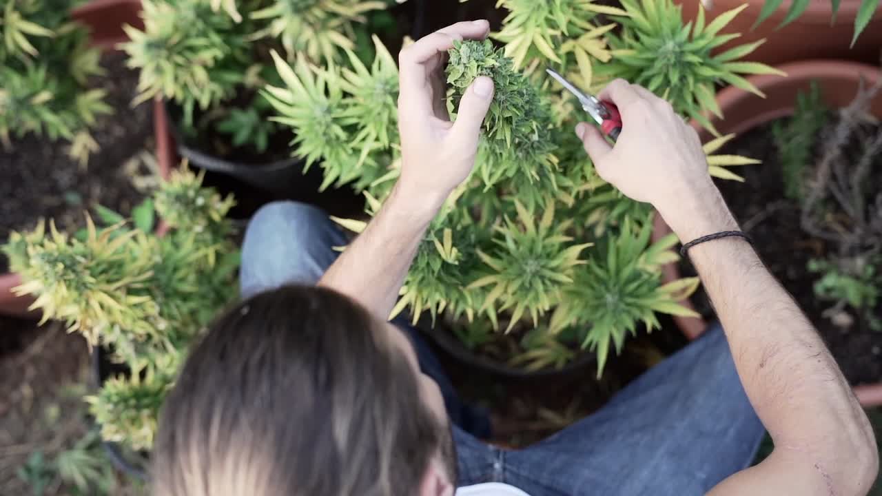 Cannabis Plant Trimming