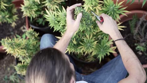 cannabis plant trimming