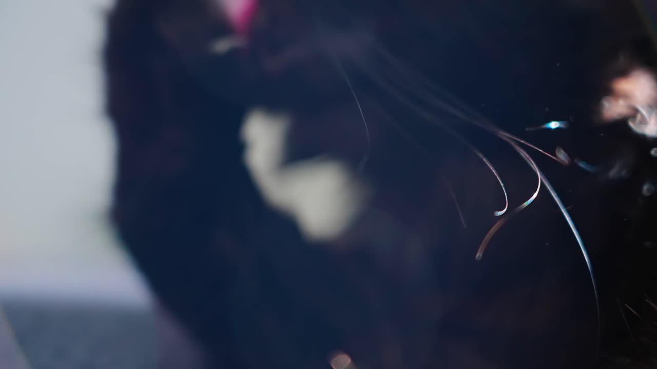 gato negro limpiándose con foco en sus bigotes