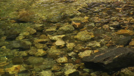 Río-De-Agua-Dulce-En-El-Bosque-Atlántico