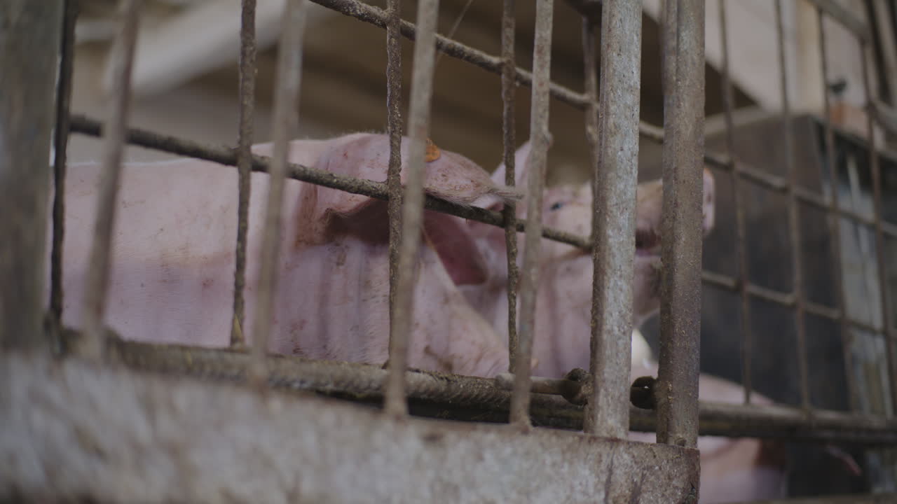 Pigs in a Farm Cage