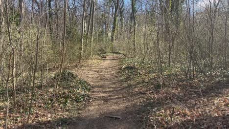 Camino-De-Tierra-En-El-Bosque